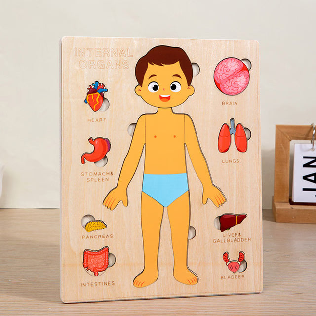 Montessori Puzzles Busy Board, Teaching Human Body Parts for Childrens Learning