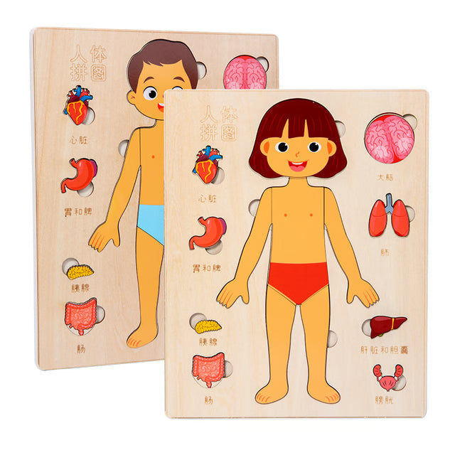 Montessori Puzzles Busy Board, Teaching Human Body Parts for Childrens Learning